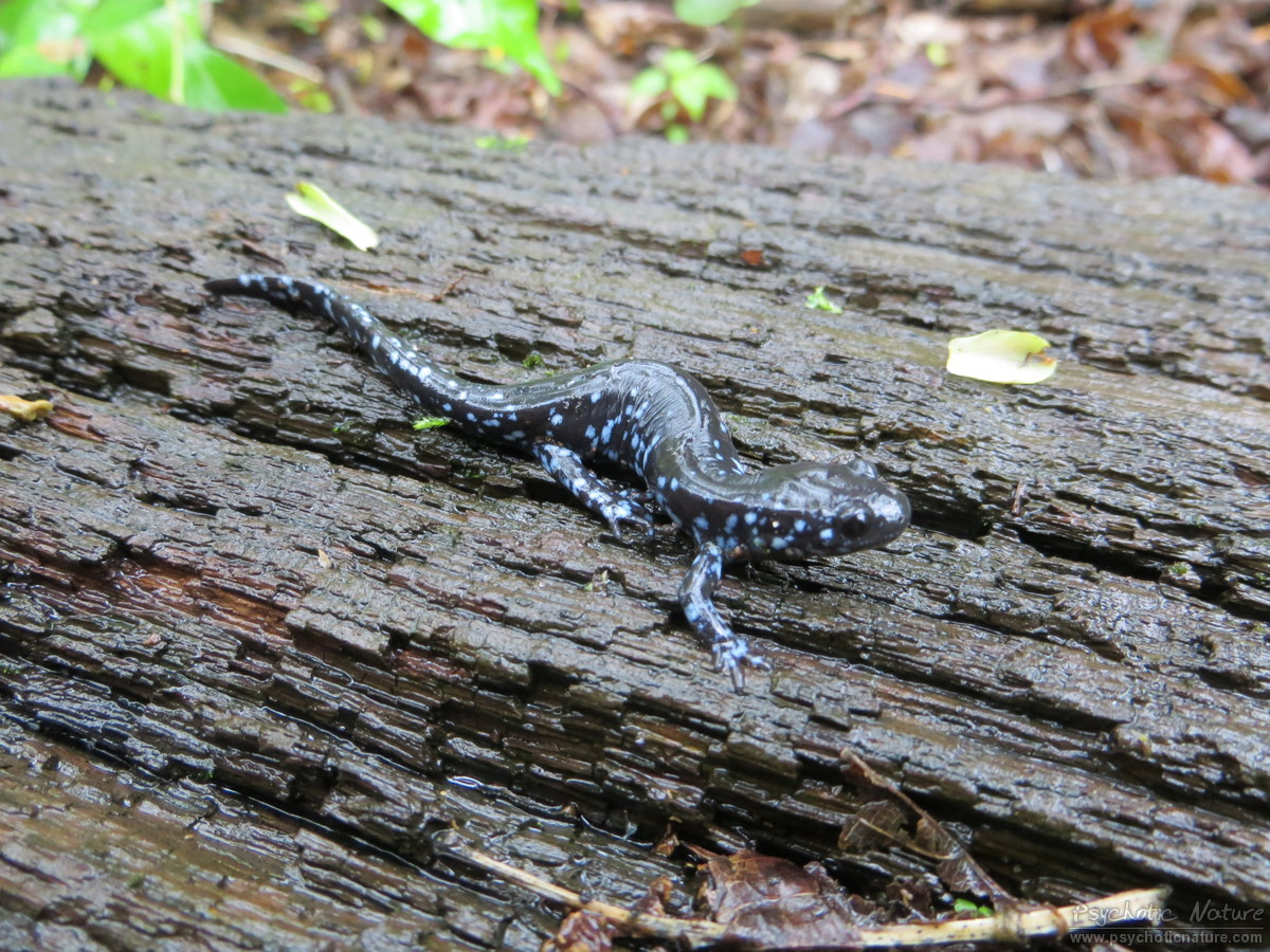 Salamander PA Blue-Spotted – HERP IDENTIFICATION