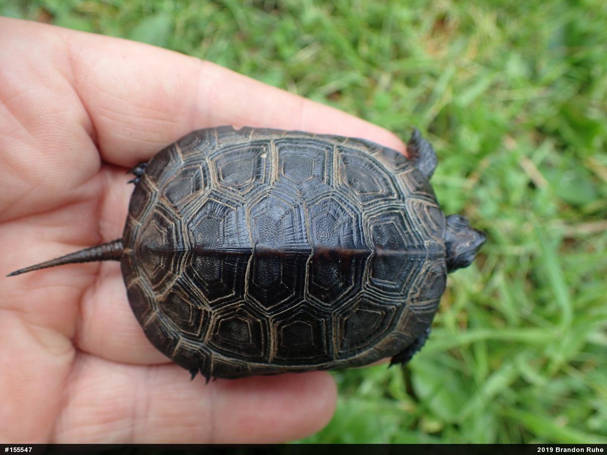 純正卸売り The Bog Turtle 爬虫類 洋書 カメ - 爬虫類・両生類用品