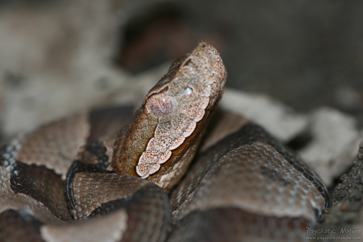 Northern Copperhead – PA HERP IDENTIFICATION