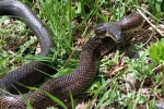 Ratsnake - Black with reddish coloration - By: Jason Poston