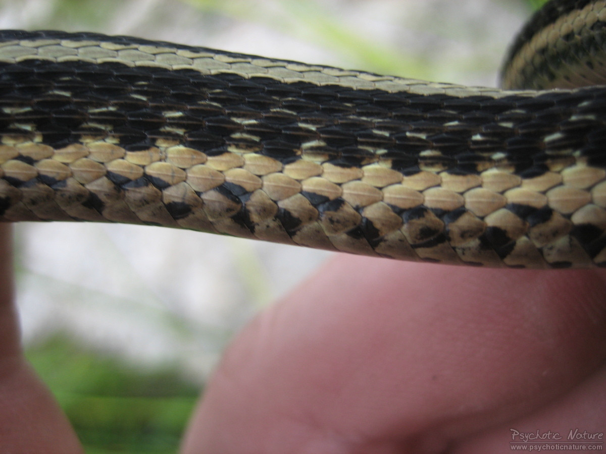 Eastern Gartersnake – PA HERP IDENTIFICATION