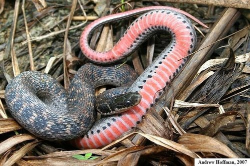 Kirtland’s Snake – PA HERP IDENTIFICATION