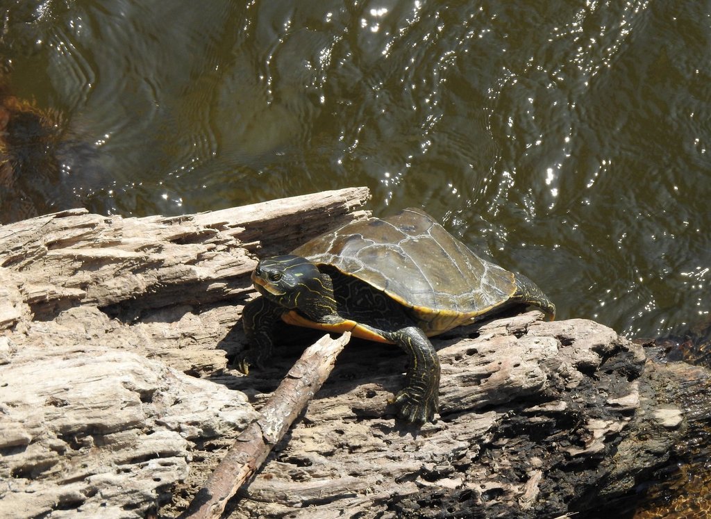 Northern Map Turtle – PA HERP IDENTIFICATION