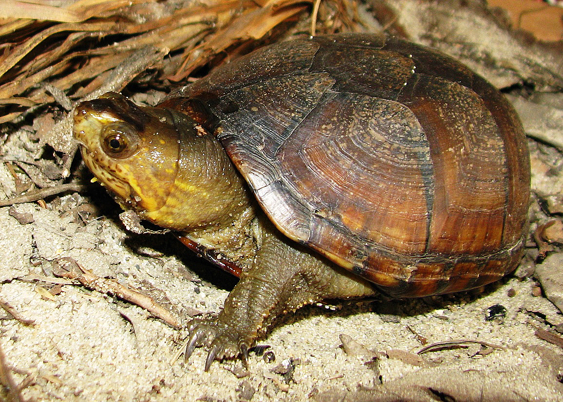 Southeastern Mud Turtle – PA HERP IDENTIFICATION