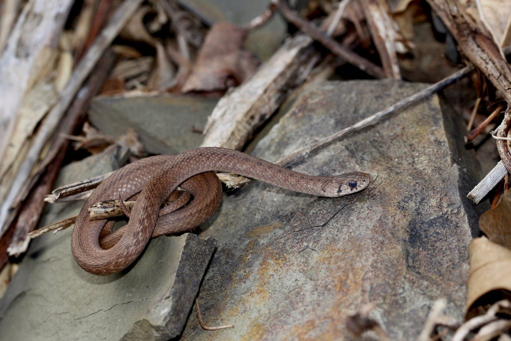 Dekay’s Brownsnake – PA HERP IDENTIFICATION