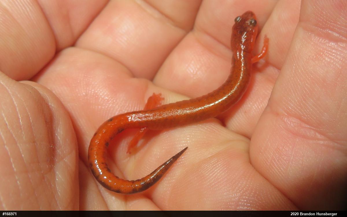 Eastern Red-backed Salamander – PA HERP IDENTIFICATION