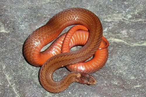 Maryland Biodiversity Project - Red-bellied Snake (Storeria  occipitomaculata)