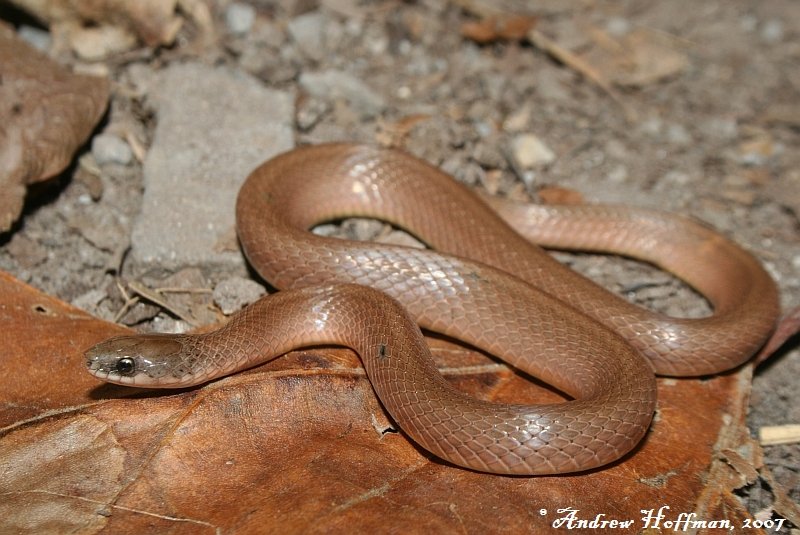Smooth Earthsnake – Florida Snake ID Guide