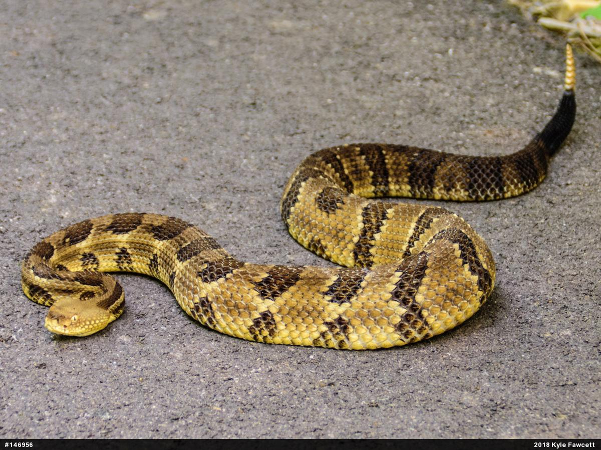 Timber Rattlesnake – PA HERP IDENTIFICATION