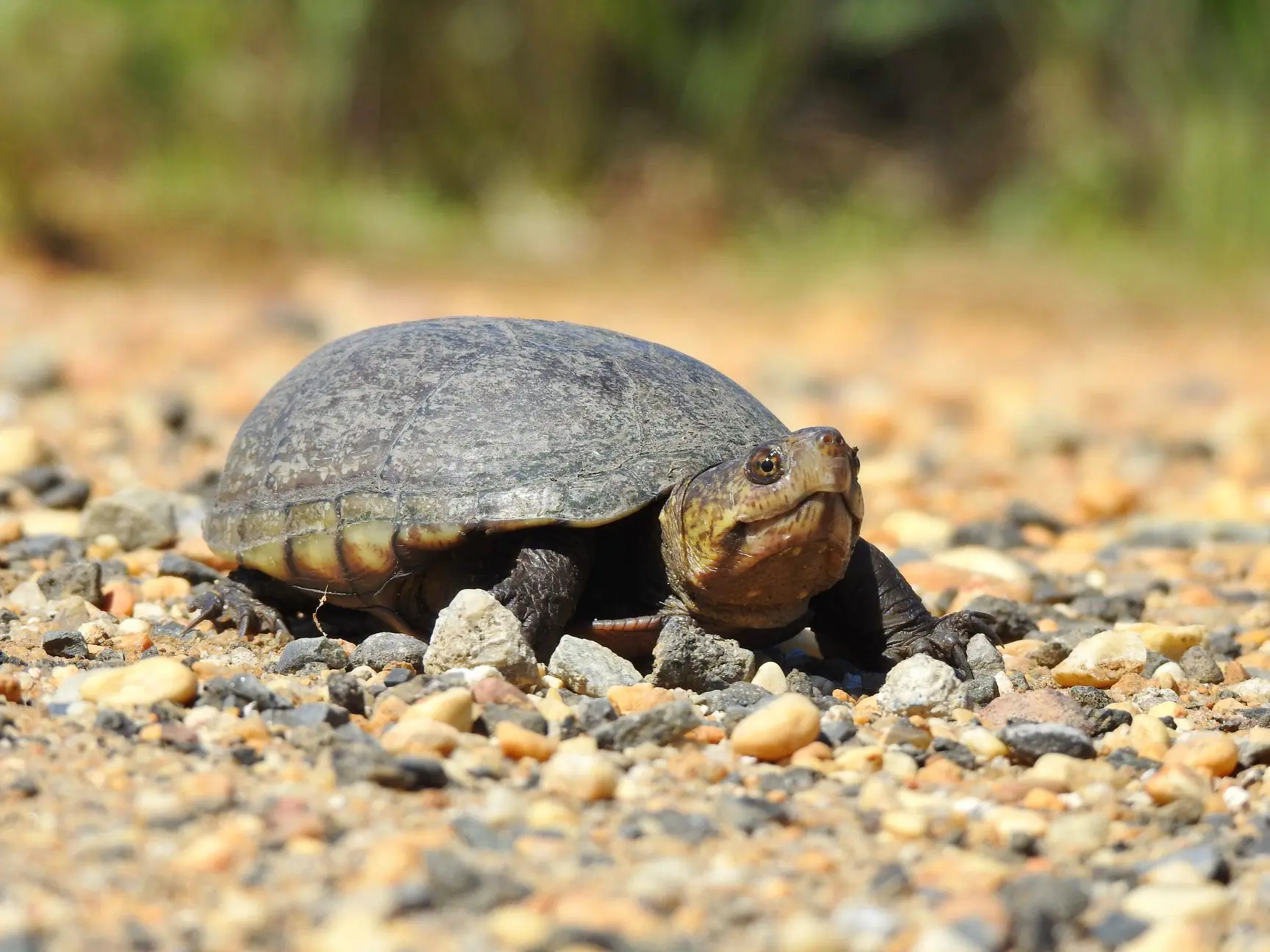 eastern mud turtle baby