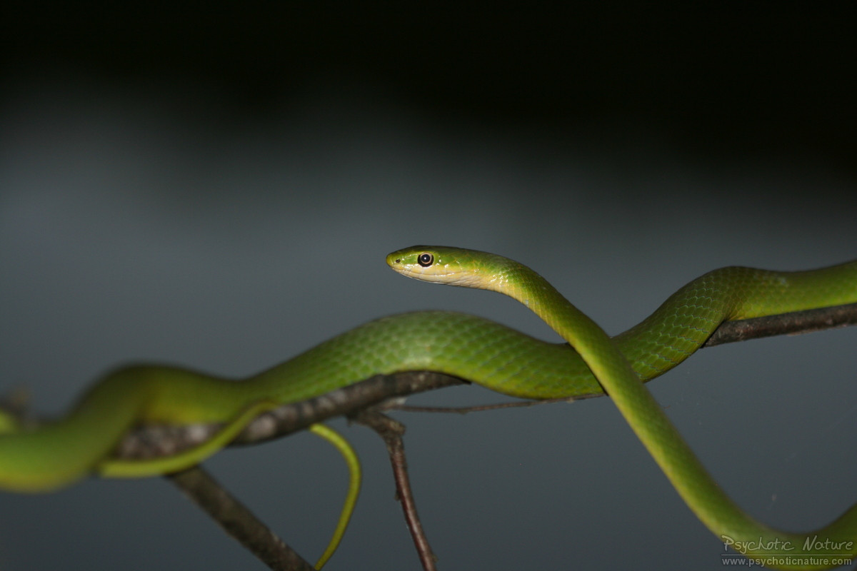 eastern smooth green snake