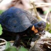 PA HERP IDENTIFICATION » Turtles