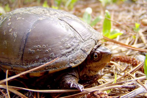 PA HERP IDENTIFICATION » Eastern Mud Turtle