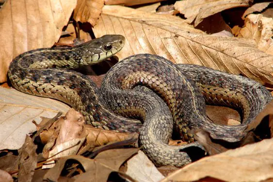 midland brown snake missouri