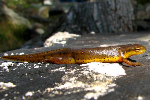 orange salamander 451
