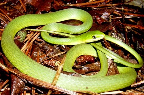 PA HERP IDENTIFICATION » Northern Rough Greensnake