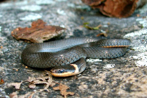 black snake with yellow stripe on head
