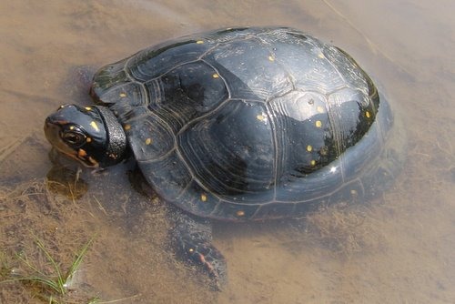 PA HERP IDENTIFICATION » Spotted Turtle