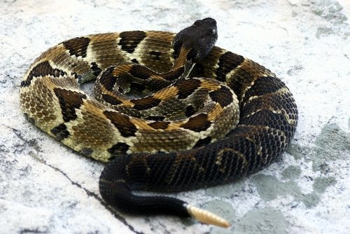 PA HERP IDENTIFICATION » Timber Rattlesnake