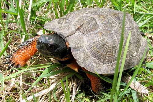 PA HERP IDENTIFICATION » Wood Turtle