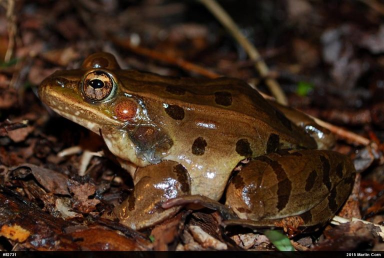 Frogs & Toads – PA HERP IDENTIFICATION