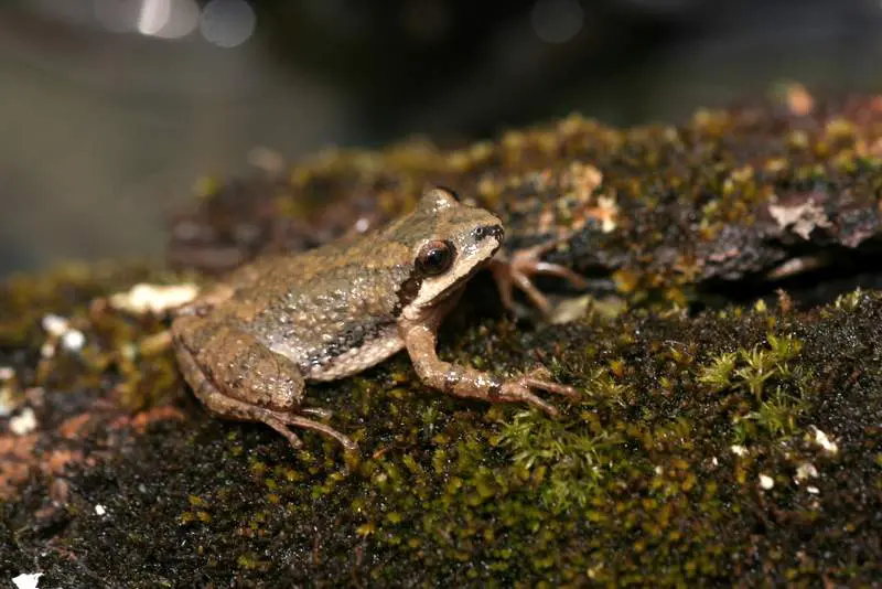 Appalachian mountain chorus frog - Wikipedia