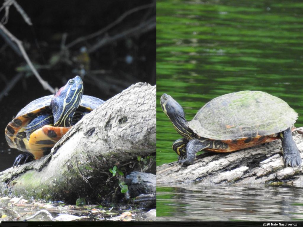 Turtles – PA HERP IDENTIFICATION